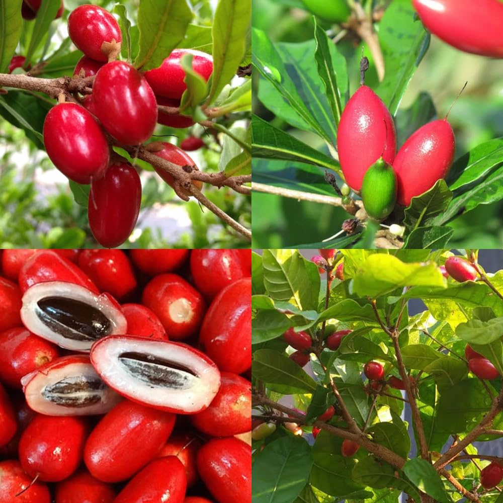 35+Tropical Miracle Berry Fruit Seed for Planting Outdoor-Edible